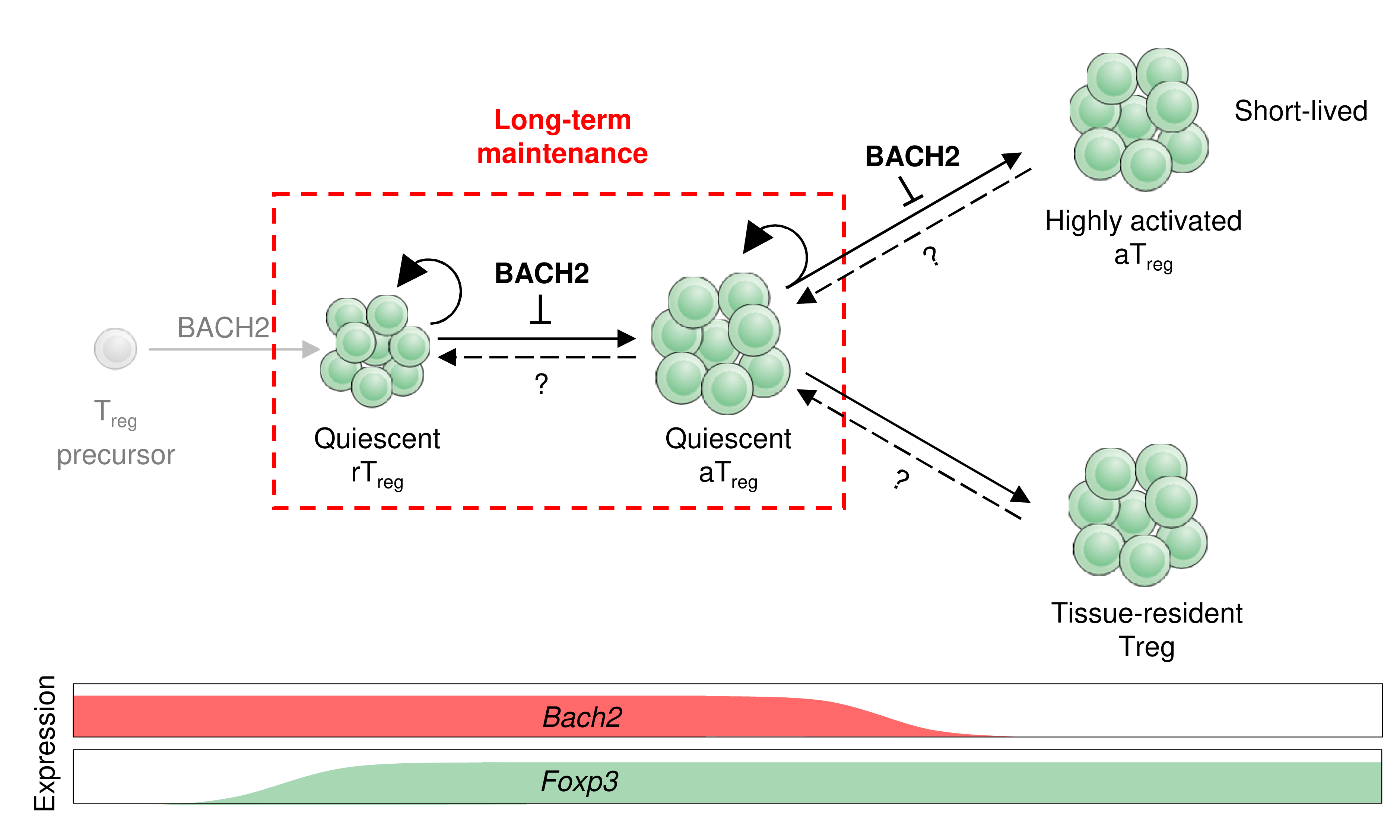 Functions of Bach2 in Treg development and maintenance.