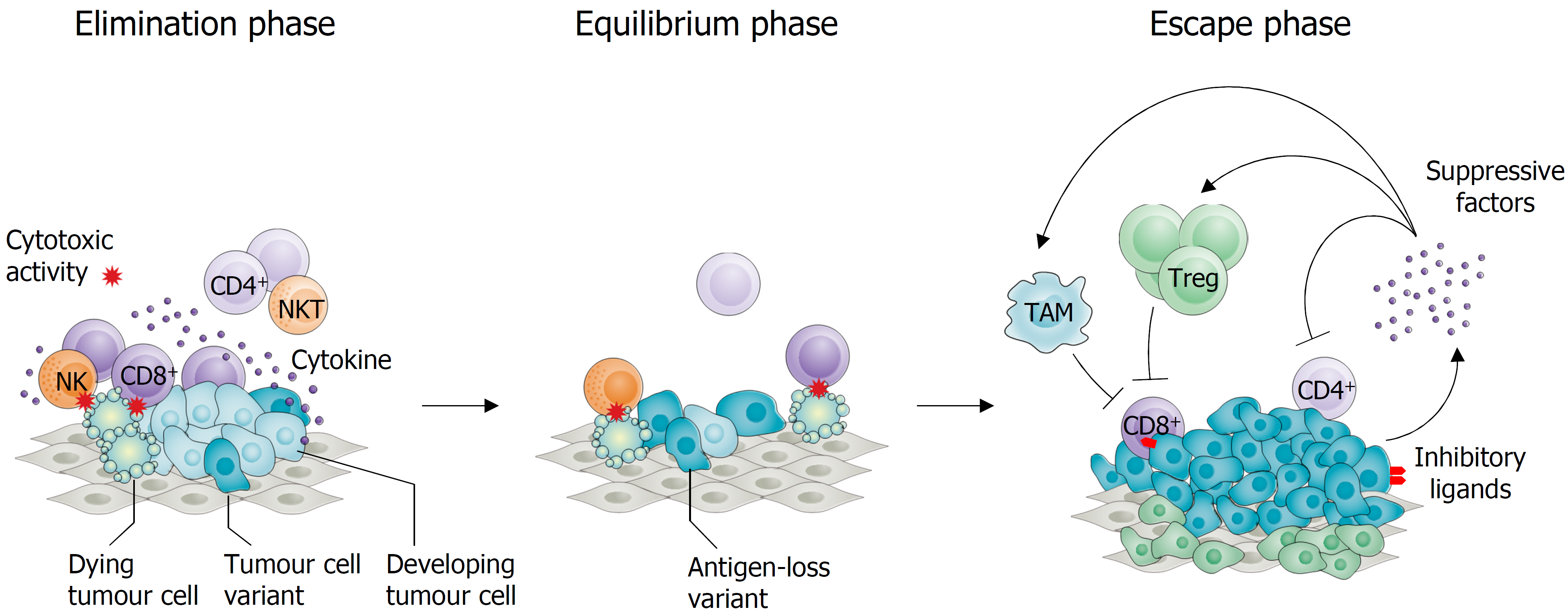 How is the function of the immune system suppressed during tumour development?