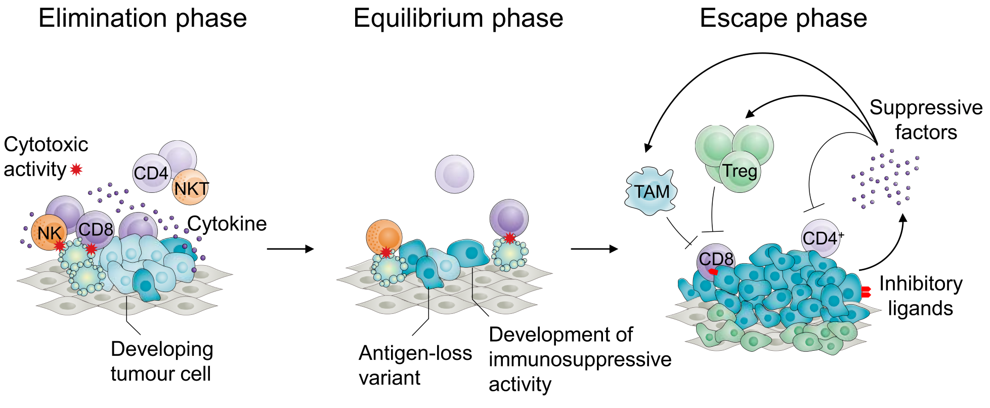 How is the function of the immune system suppressed during tumour development?