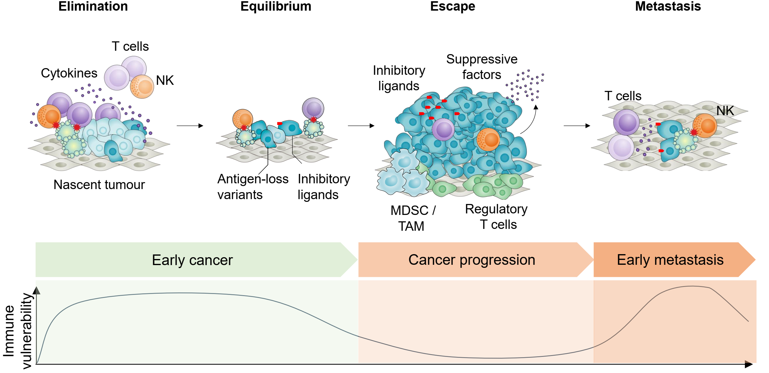 The cancer immunoediting hypothesis and the window for immune-based prevention