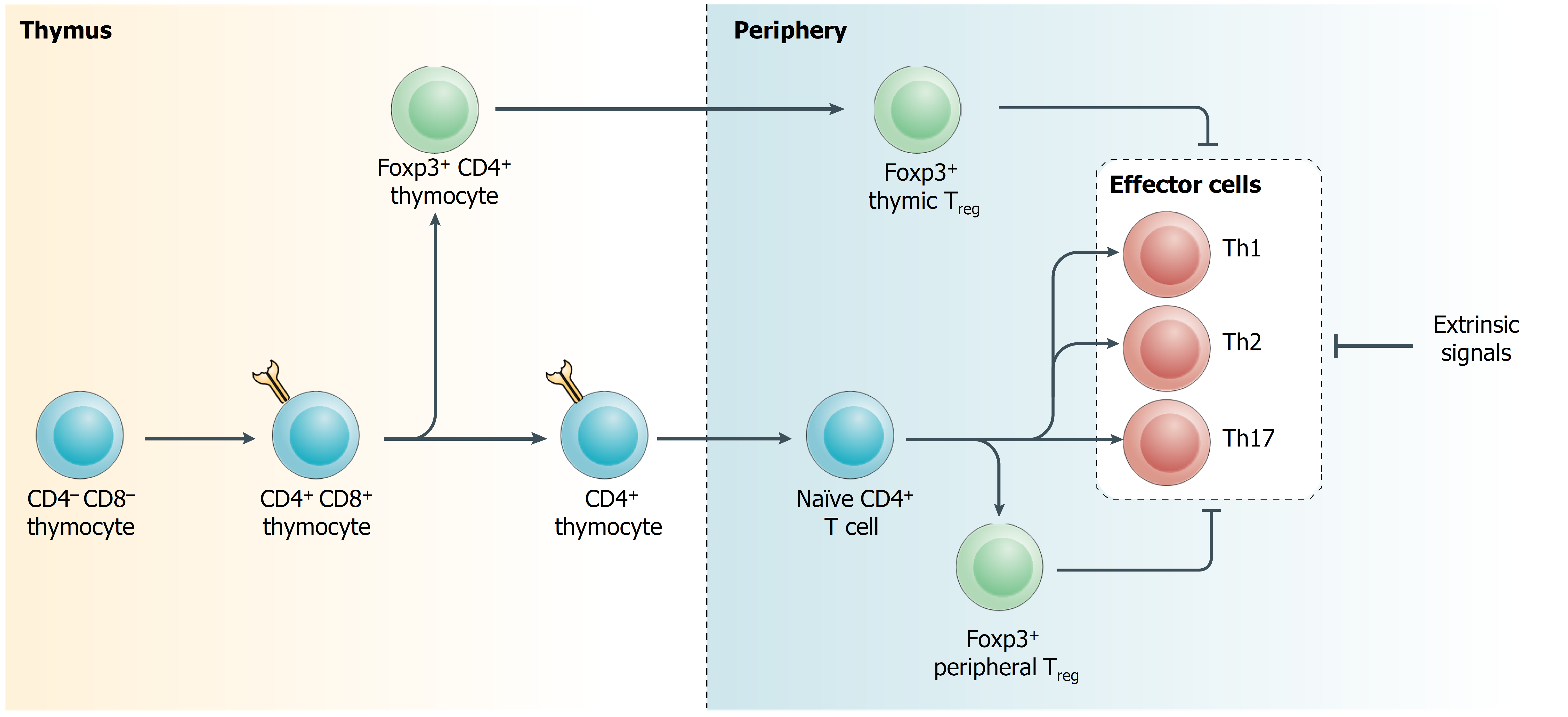 Immunoregulatory function within the T cell lineage.