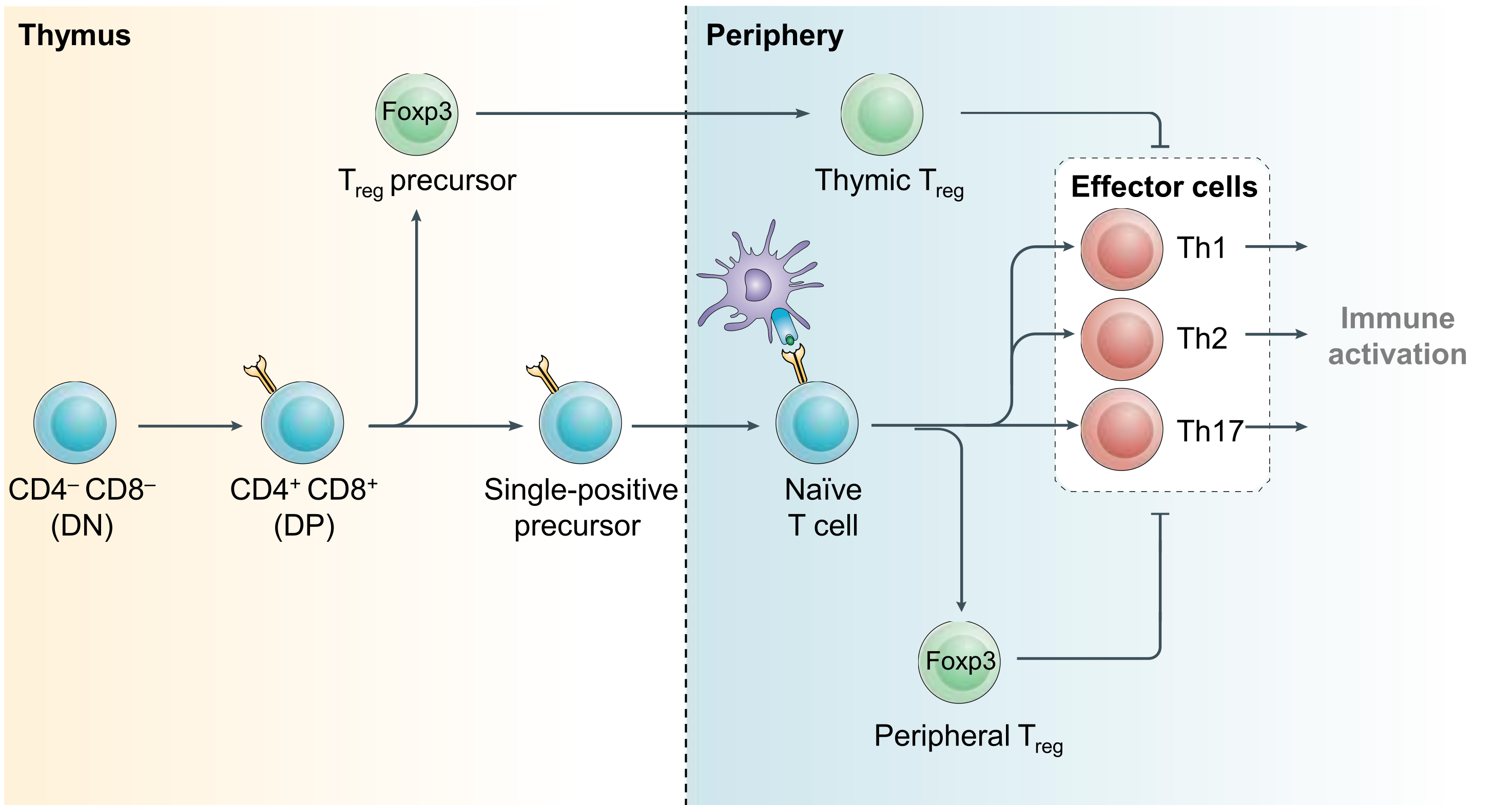 Immunoregulatory function within the T cell lineage.